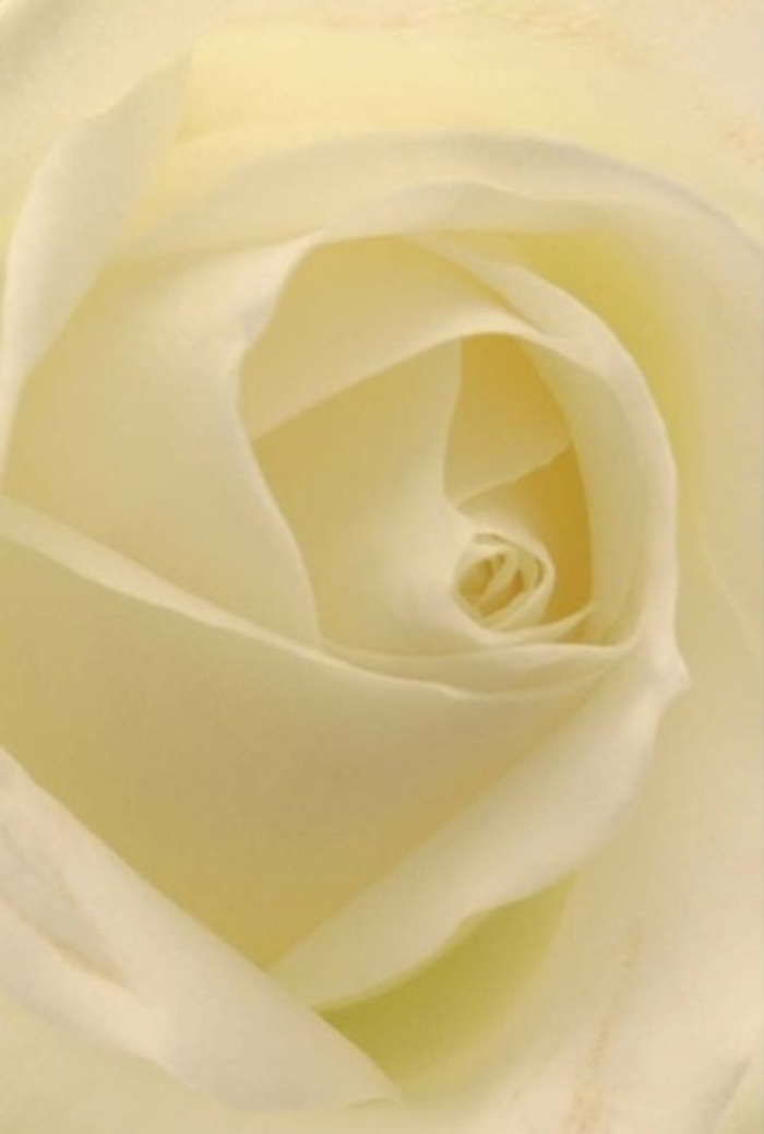 A close-up encounter with a classic white rose, crafted by knowledgeable hands in Croydon, reveals a world of serene refinement and layered beauty. The smooth gradient of white and cream petals unfold beneath gentle, diffused light, reminiscent of those peaceful early hours near Queen's Gardens or walking through Park Hill. Each petal curves with natural grace into a near-perfect spiral core, symbolizing purity and resilience-a motif that resonates in each thoughtful bouquet composed for the community. Subtle shadows lend notable depth, while the slight translucency at the bloom's edge glows softly, suggesting both fragility and hope. The texture hints at creamy softness, the kind one might associate with freshly delivered flowers still vibrant with dew. Whether intended as a centrepiece for an elegant gathering or a simple, heartfelt gift, this rose's understated fragrance and visual purity make it suitable for any occasion, gently connecting the traditions of Croydon floristry with contemporary artistry and care.